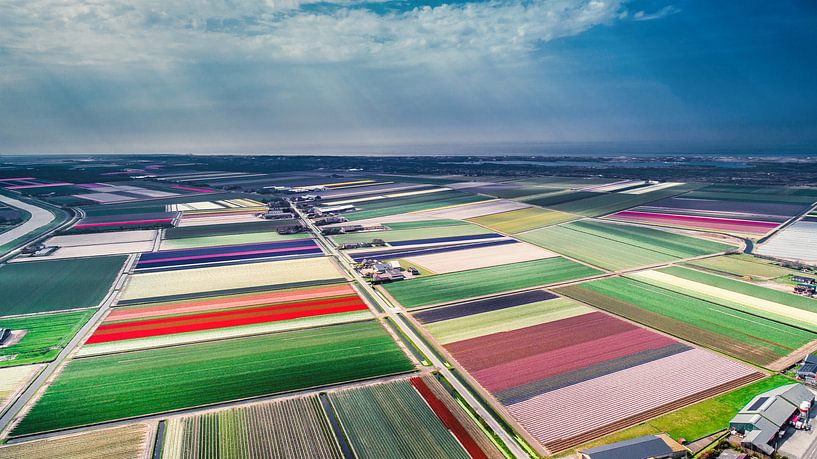 Hollandse Bollenvelden van Sebastiaan van Stam Fotografie