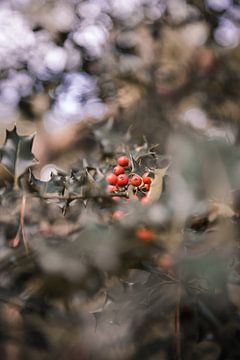 Natuur in herfst sfeer 5 van Ratna Bosch