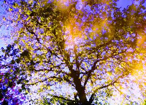 Tree Magic 112