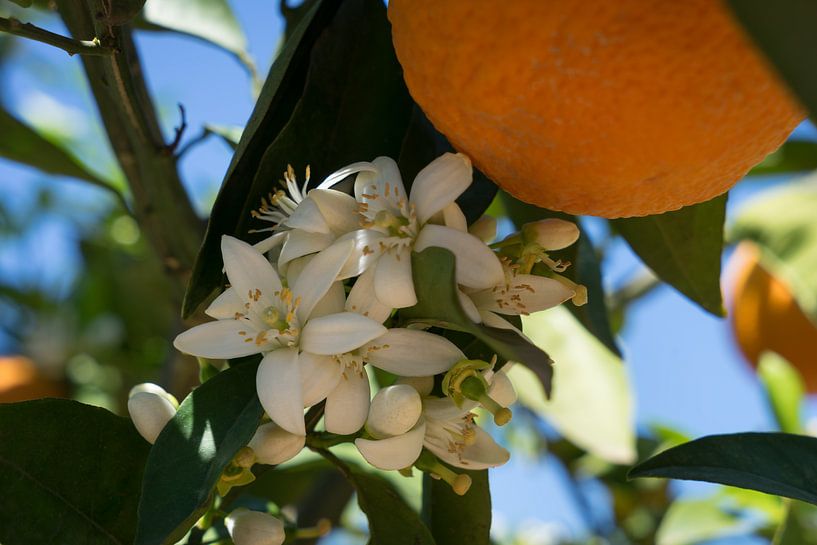 Charmantes fleurs d&#039;oranger blanches au printemps par Adriana Mueller