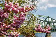 Le pont de Glienicke avec les fleurs de cerisier par Frank Herrmann Aperçu