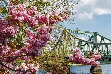 Le pont de Glienicke avec les fleurs de cerisier sur Frank Herrmann