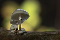 Herfst in het bos, porseleinzwammen op een beukenstam van Eric Wander thumbnail