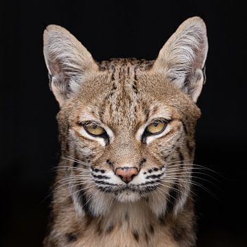 Portret van een lynx van HB Photography