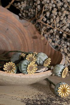stilleven van papaver zaaddozen