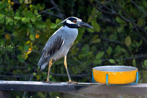 Reiger in Curaçao