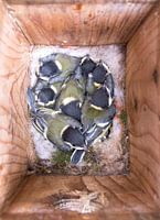 Piepjonge vogels!