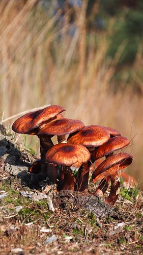 Paddestoelen