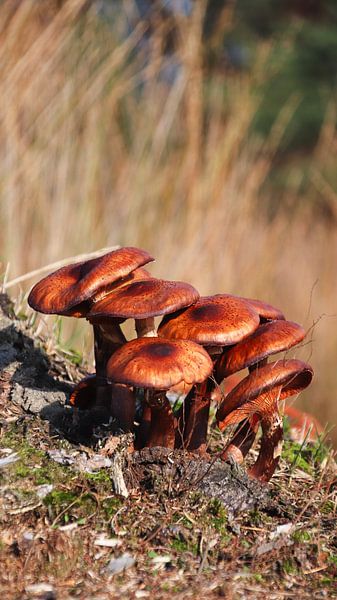 Mushrooms by AciPhotography