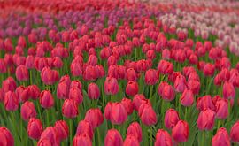 Tulip mania by Andy Luberti
