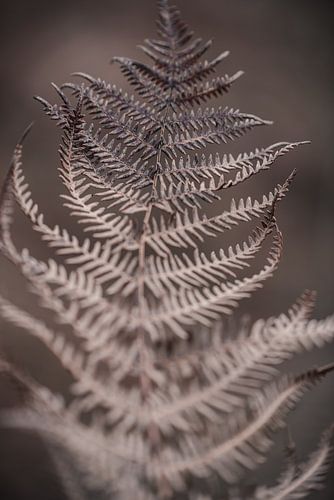 Brown leaf | Simplicity in nature | Fine art