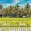 Kokospalmen op achtergrond van Sawah's van Eduard Lamping