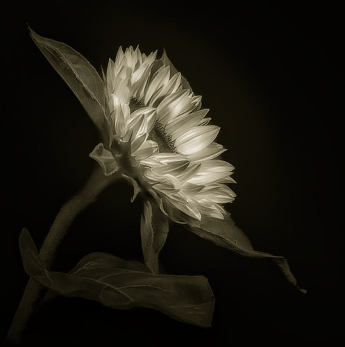 Sunflower by Willem  Bentink