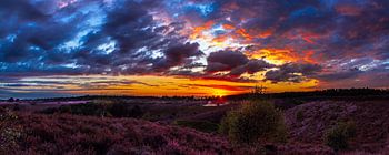 Panorama du posbank avec la bruyère en fleur