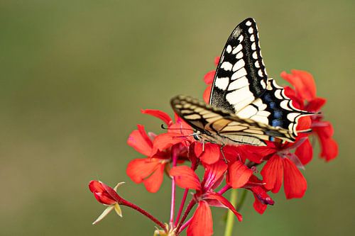 A swallowtail butterfly on the hunt