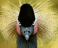 Portret van een kroonkraanvogel