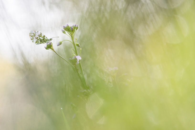 Butterfly, the orange tip by Danny Slijfer Natuurfotografie
