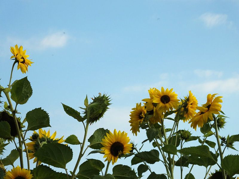 zonnebloemen in de lucht  par Pascal Engelbarts