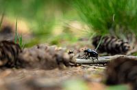 Coccinelle curieuse