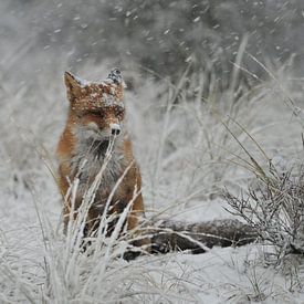 vos in de sneeuw van Bastiaan Willemsen