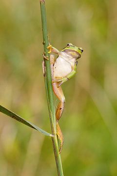 Paaldansen von Udo Schutte