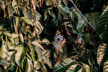 Singe écureuil bolivien en Amazonie péruvienne sur Maaike Verhoef