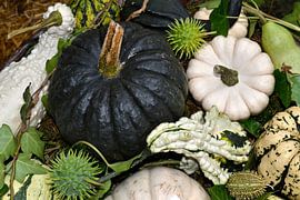 Pompoenen en kalebassen von Susan Dekker
