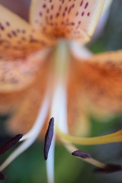 Orange lily by Nancy ten Brug