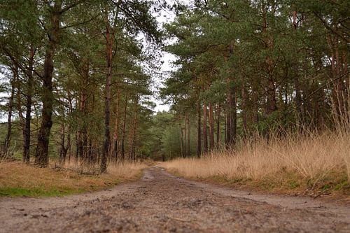 Nice photo of a forest path