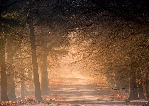 Magisch ochtendlicht