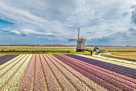 Tulipes en fleurs dans un champ en Hollande avec un moulin à vent sur Sjoerd van der Wal Photographie