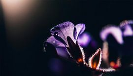 Bloemen met regendruppels