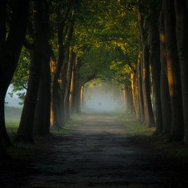 Le chemin forestier brumeux sur justus oostrum