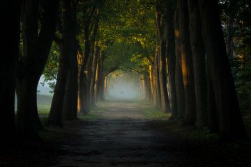 Le chemin forestier brumeux sur justus oostrum