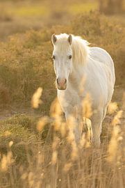 Wildes Camargue-Pferd von Kris Hermans