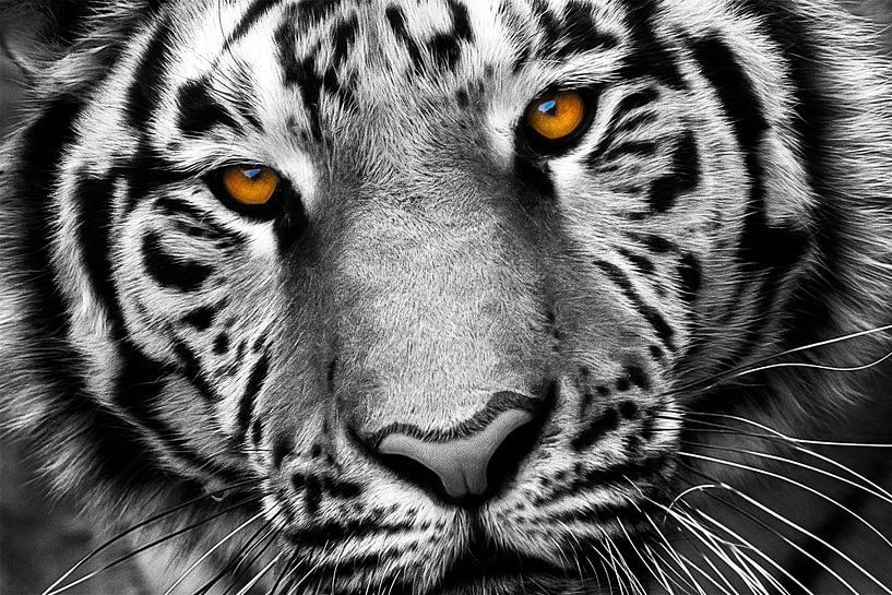 Nahaufnahme eines aufmerksamen sibirischen Tigers (schwarz-weiß) von Chi
