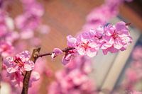 Bloesems in bloei, daar word je toch vrolijk van!