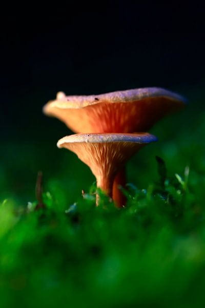 Autumn time by Thomas Jäger