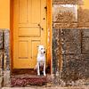 Un chien qui se détend à Boa Vista, au Cap-Vert. sur Alie Ekkelenkamp