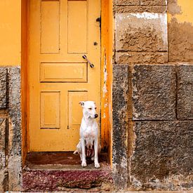 A dog chilling out on Boa Vista, Cape Verde. by Alie Ekkelenkamp