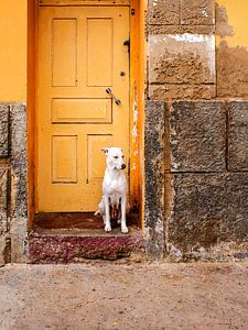 Ein Hund, der auf Boa Vista, Kap Verde, entspannt.