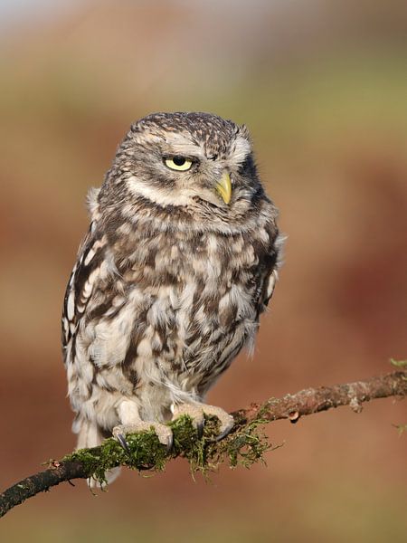 Grumpy Little Owl by Erwin Sligte