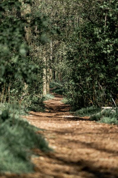 Promenade tranquille dans la forêt - Un chemin dans la verdure par Femke Ketelaar