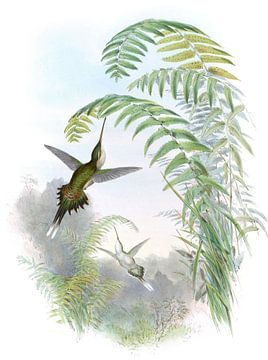 Bourcier's Hermit, John Gould van Hummingbirds