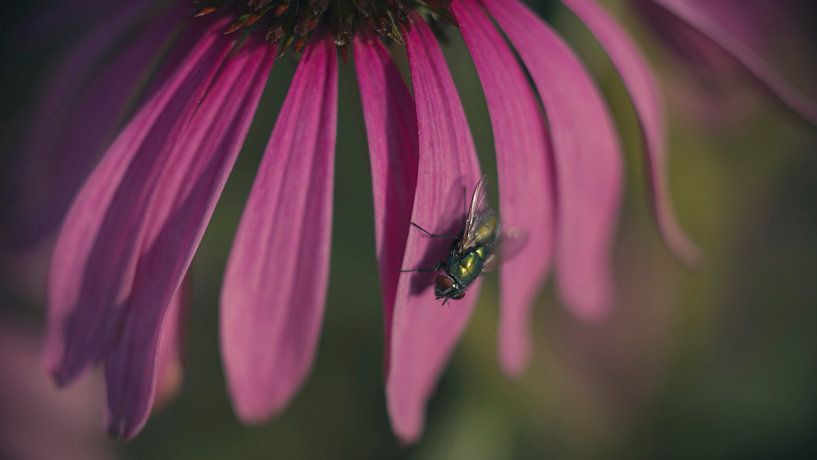 Fly on flower van Patrick Mertens aka Pat Probleme