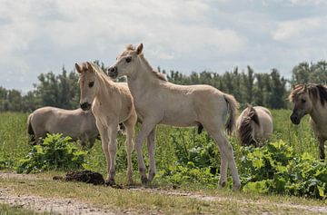 Konik foals by Ans Bastiaanssen