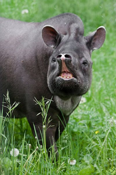 Nostrils protrude forward on the raised proboscis of the tapir muzzle full face funny South American by Michael Semenov
