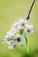 Bloesems
