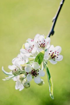 Bloesems van Louis Kreuk