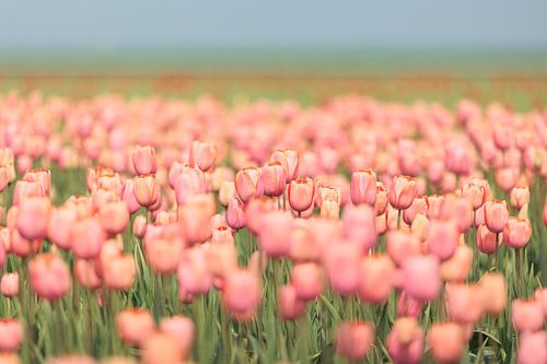 Roze tulpenveld